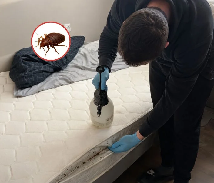Technicien traitant un matelas contre les punaises de lit à Ormoy-la-Rivière